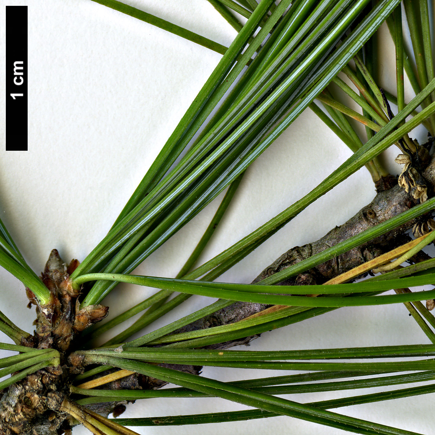 High resolution image: Family: Pinaceae - Genus: Pinus - Taxon: parviflora - SpeciesSub: × P.wallichiana
